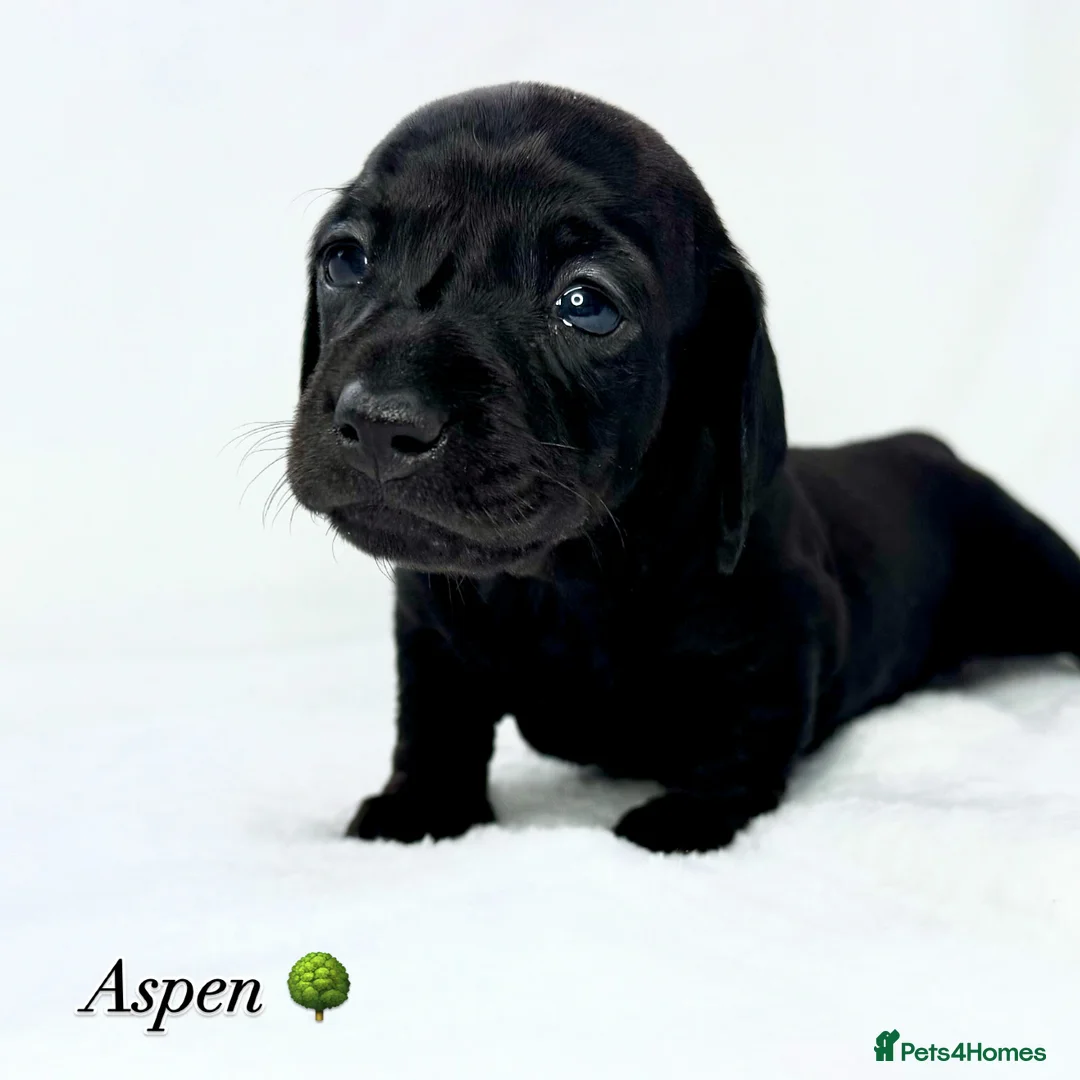 Miniature Dachshund dogs for stud: Rare KC Reg & Health Tested Miniature Dachshund in Rotherham - Advert 36