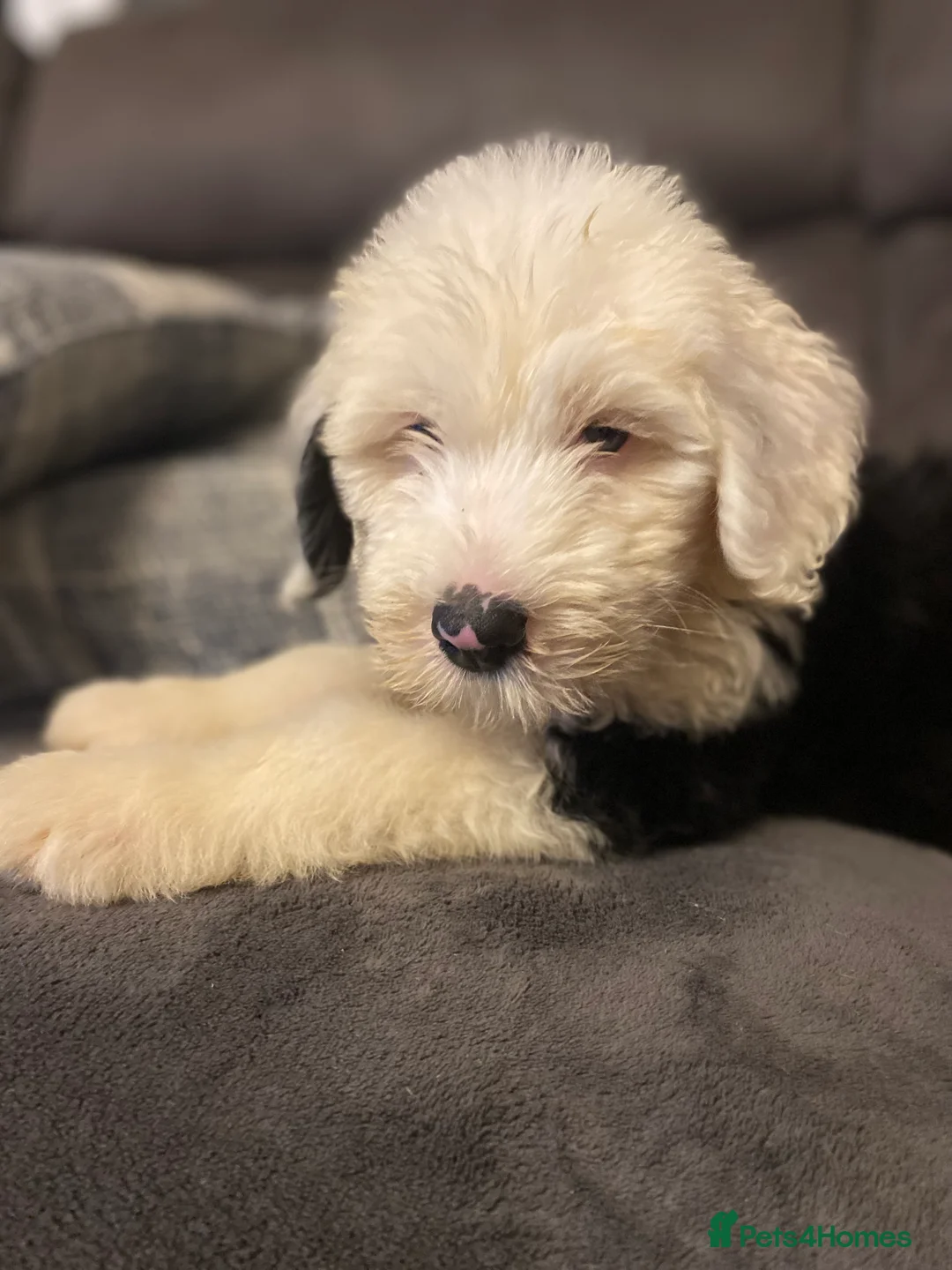 Old English Sheepdog dogs for stud: Proven Old English sheep dog for stud in Middlesbrough - Advert 12