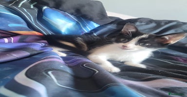 Mixed Breed cats - Advert 9