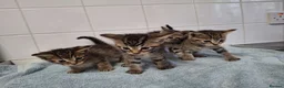 British Shorthair cats for sale: pure tabby kittens - Advert 7