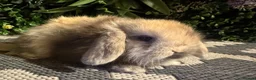 Mini Lop rabbits for sale: Superb pure bred mini lops available  - Advert 23
