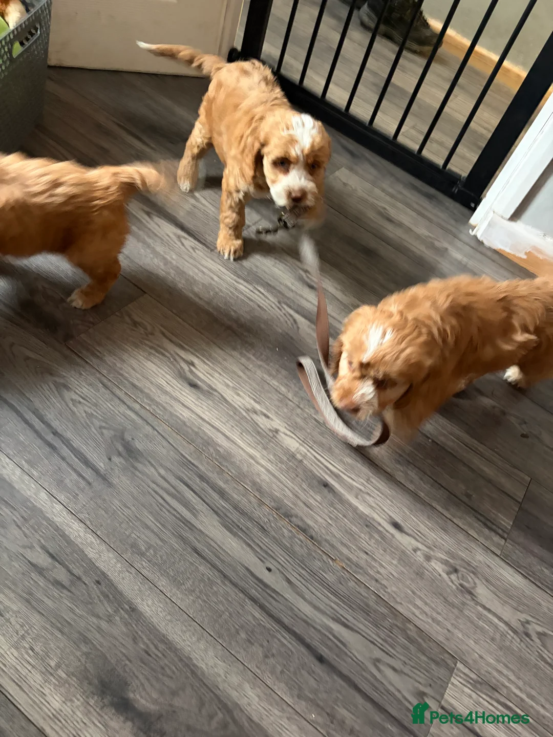 Cockapoo dogs for sale: Cockapoo pups  - Advert 8