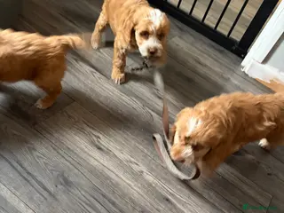 Cockapoo dogs Cockapoo pups - Advert 2