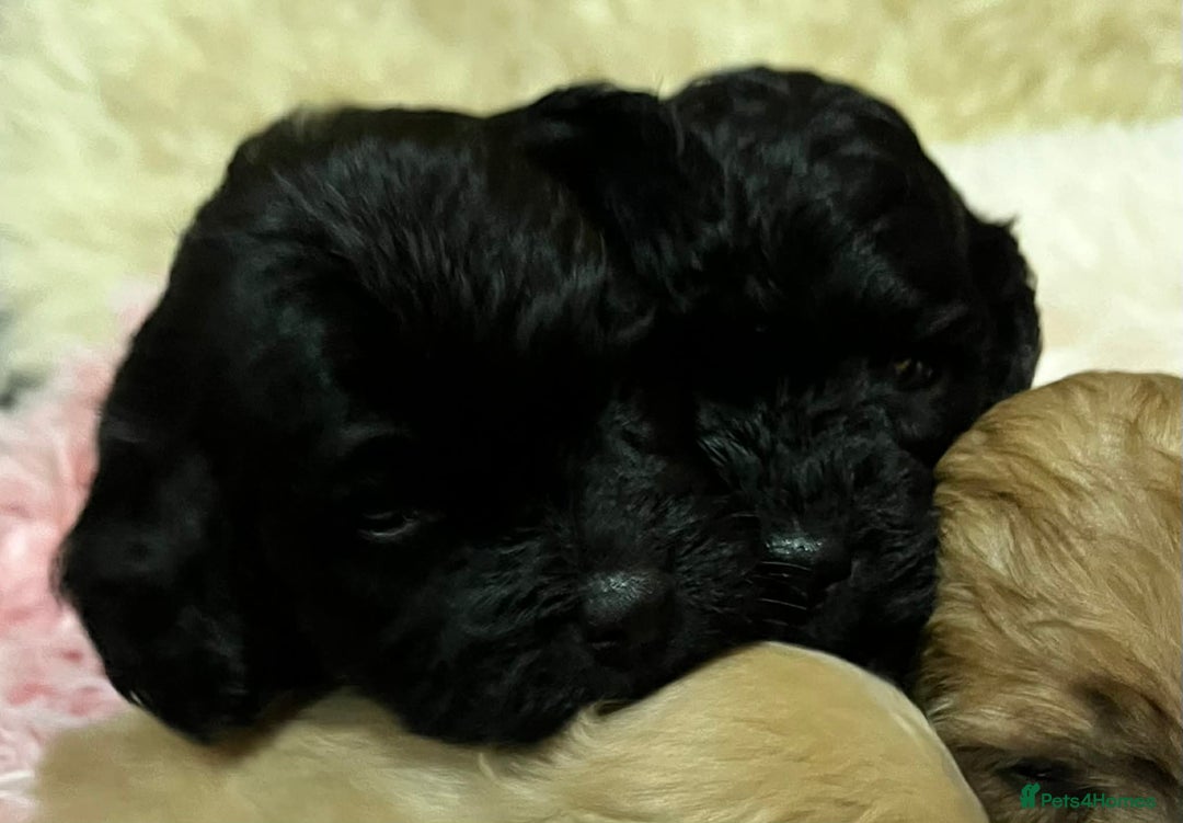 Cavapoo dogs for sale: Stunning litter of mix coloured tiny toy cavapoos - Advert 12