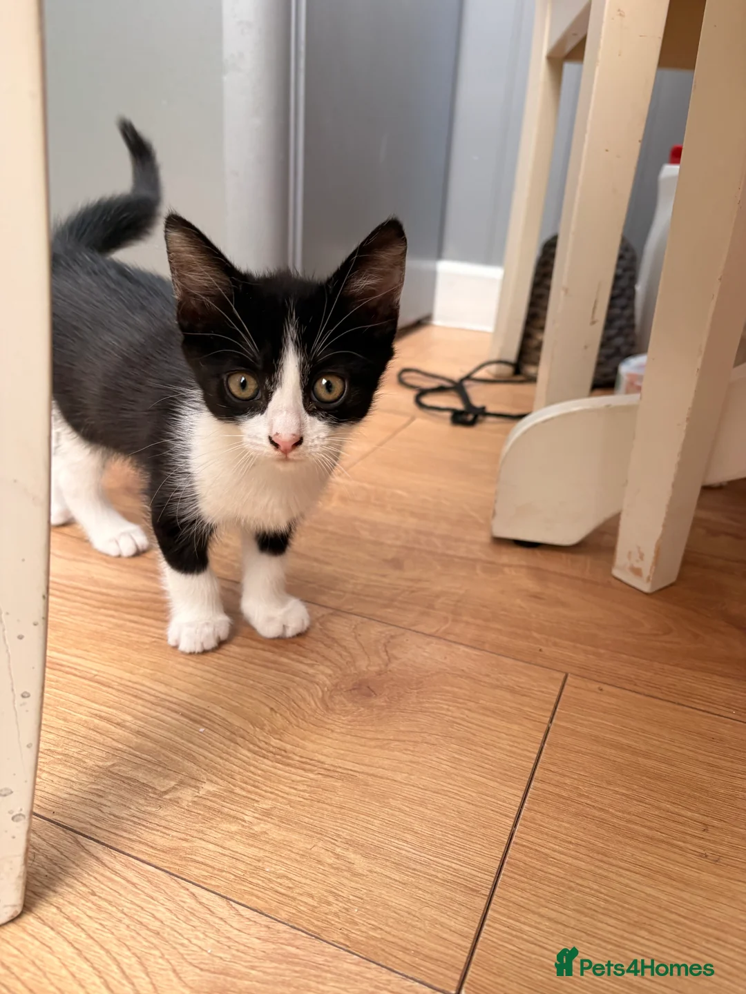 Mixed Breed cats for sale: Beautiful baby girls  in Swindon - Advert 2