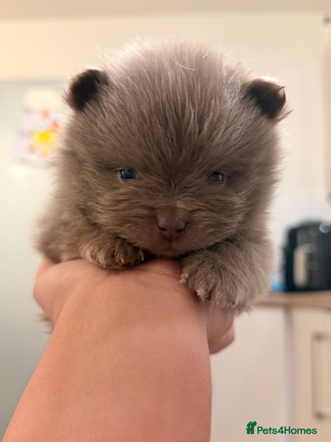 Pomeranian dogs for sale: 🧸 Dream Teddy Bear( Price reduced) - Advert 3