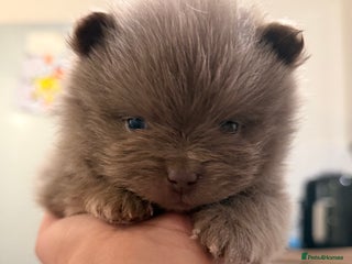 Pomeranian dogs 🧸 Dream Teddy Bear( Price reduced) - Advert 2