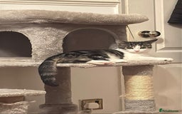 British Shorthair cats for sale: Female British Short Hair - Advert 3