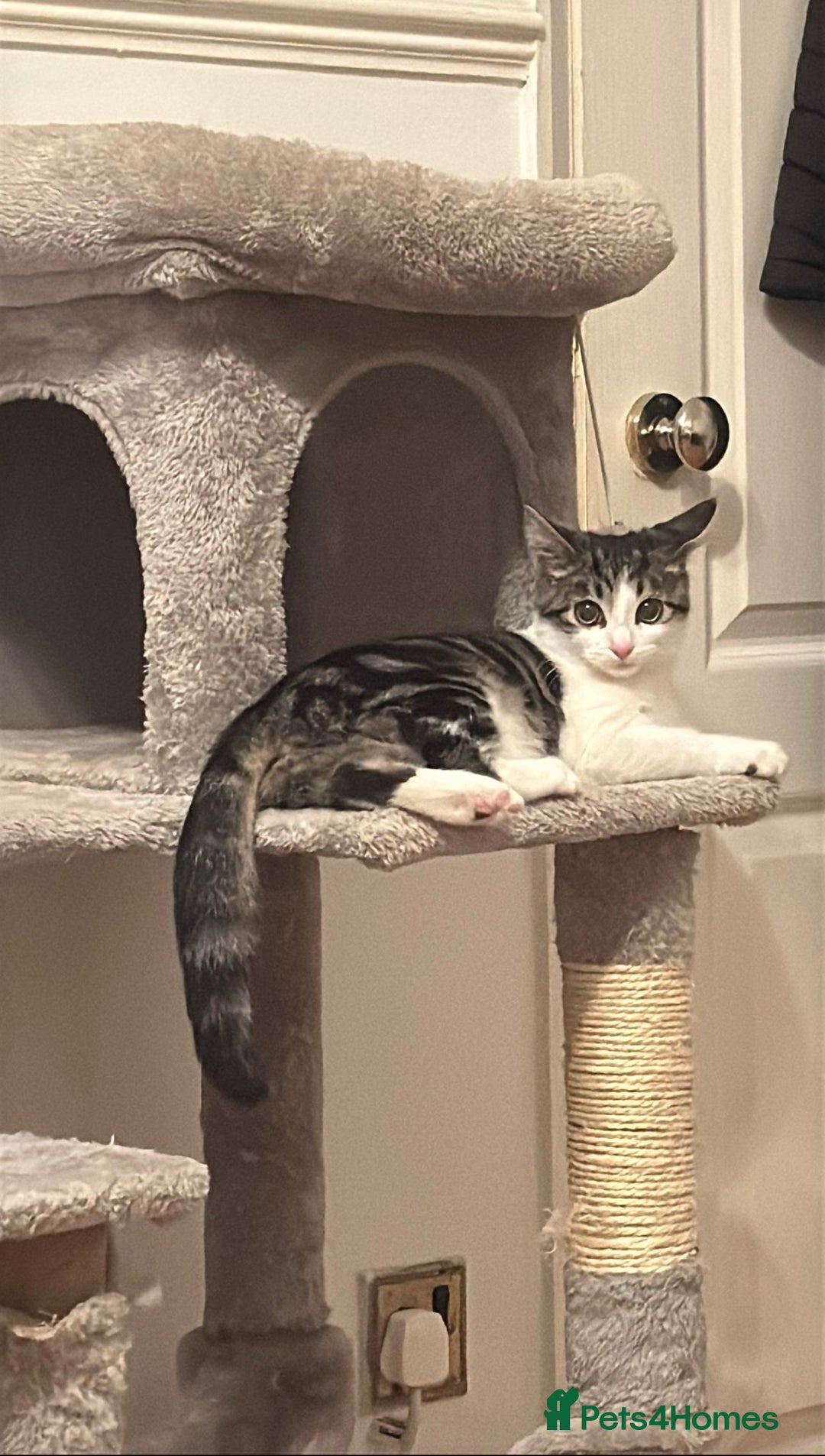 British Shorthair cats for sale: Female British Short Hair - Advert 3