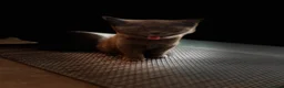 Scottish Fold cats for sale: Grey/blue Scottish straight - Advert 4