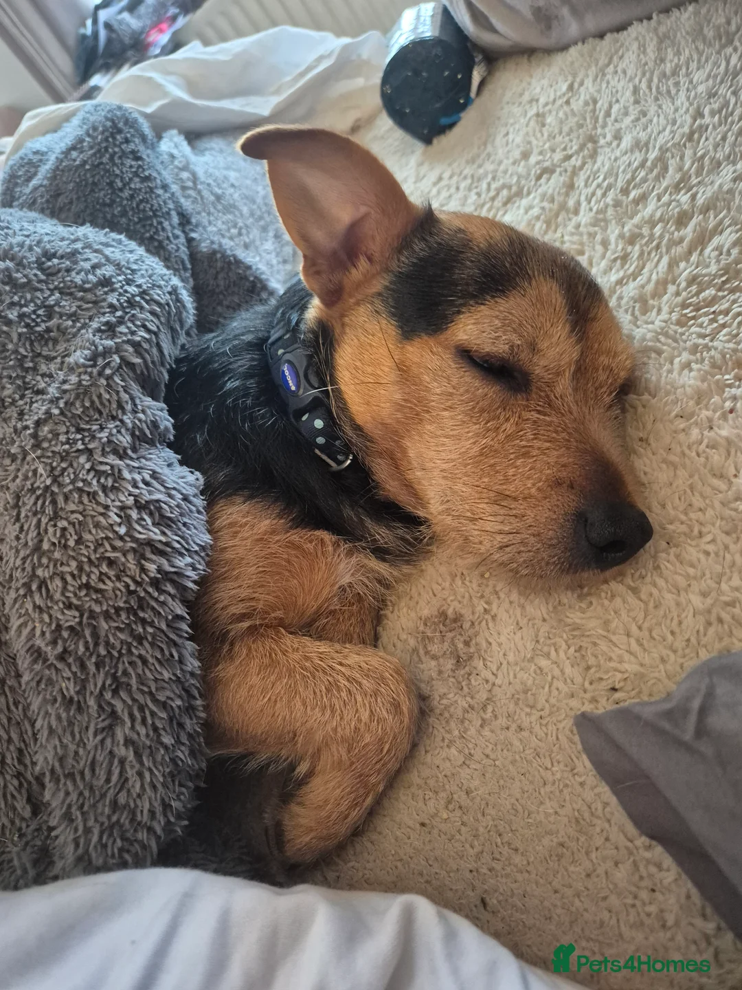 Jack Russell dogs for stud: Jack Russell x Chihuahua Proven Stud   - Advert 2