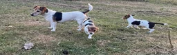 Jack Russell dogs for sale: Jack Russell - Advert 4