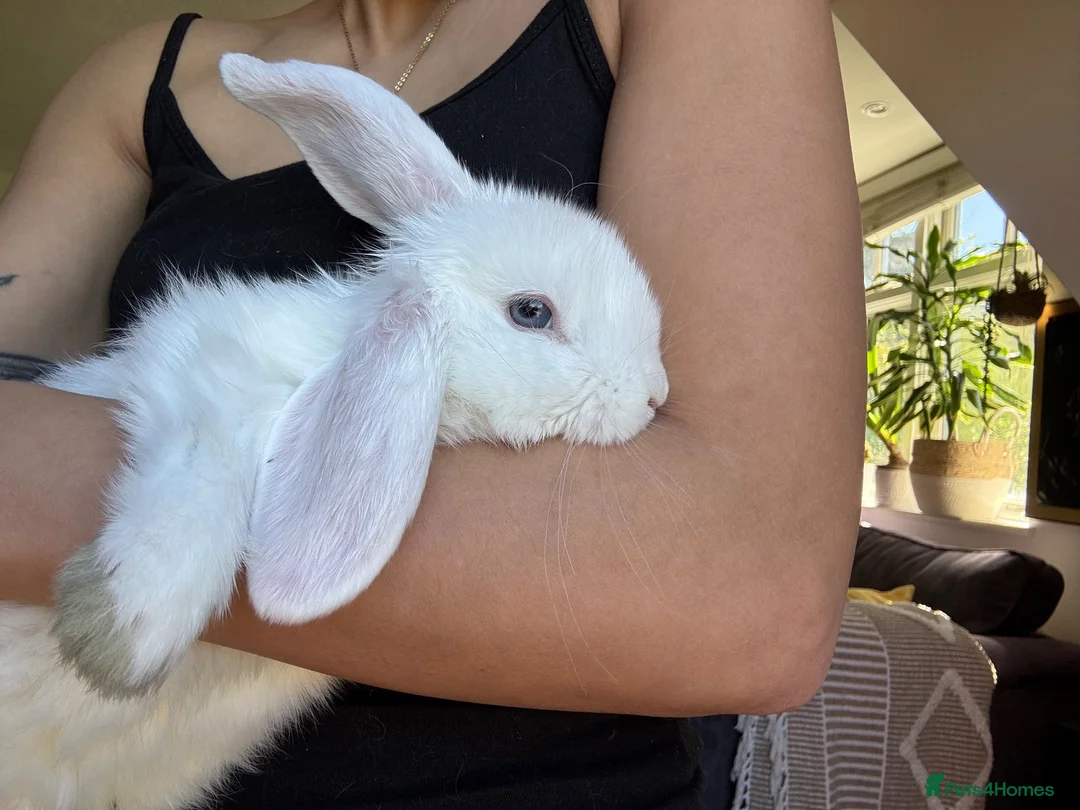 Mixed Breed rabbits for sale: White bunny  in Bromley - Advert 2