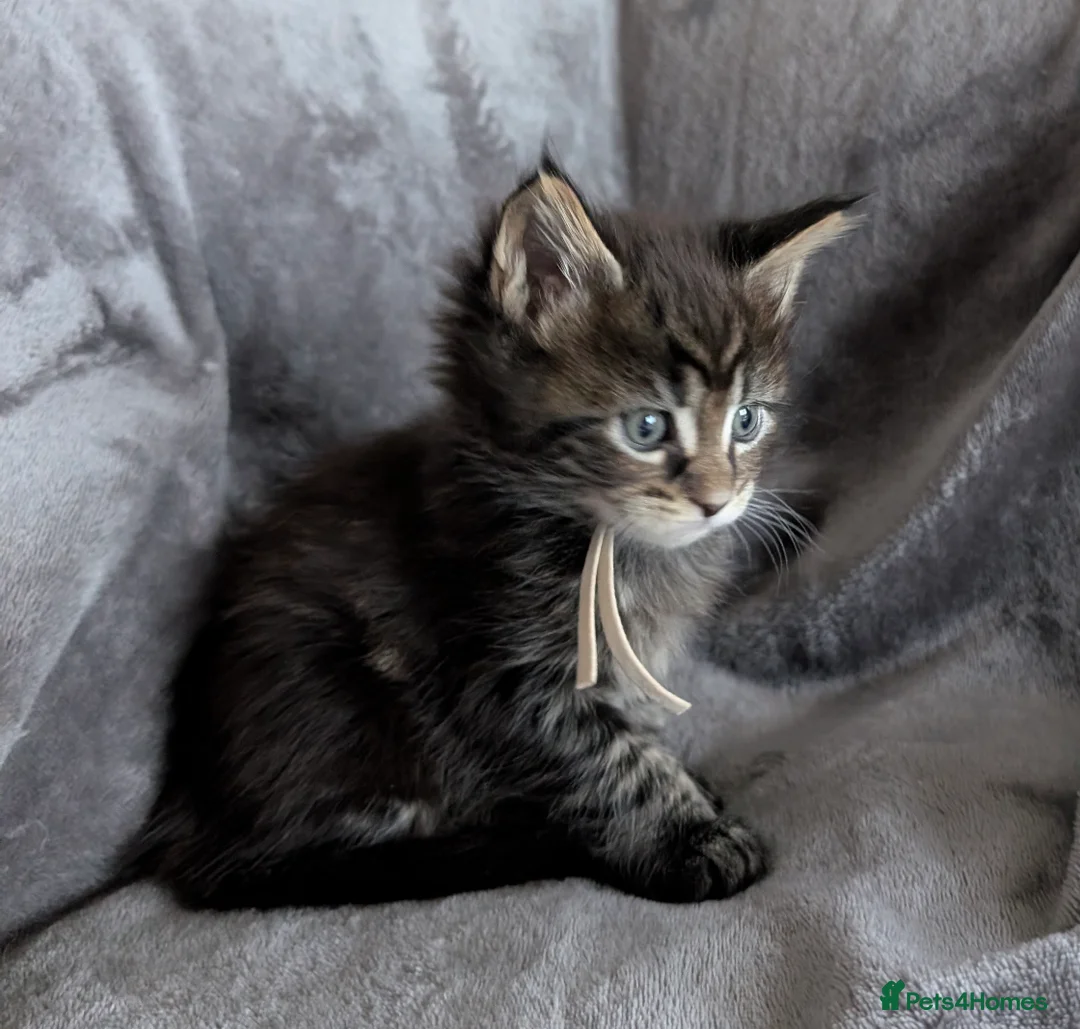 Maine Coon cats for sale: Chunky Maine Coons  - Advert 12