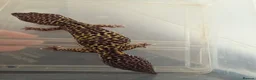 Leopard Gecko reptiles for sale: Leopard gecko in Sheffield - Advert 4