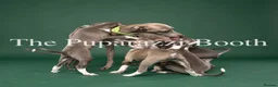 Italian Greyhound dogs for sale: Kc registered Italian greyhound pups  - Advert 3