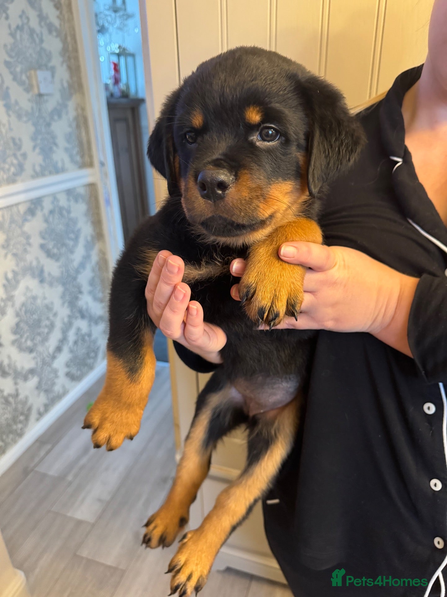 Rottweiler dogs KC Srb Rottweilers 19 champion winning bloodlines - Advert 2