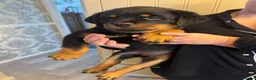 Rottweiler dogs for sale: KC Srb Rottweilers 19 champion winning bloodlines - Advert 2