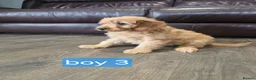 Cockapoo dogs for sale: Adorable F1 Cockapoo pups ♥️🐕🐾 in Bury Saint Edmunds - Advert 33