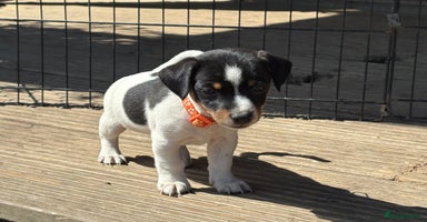 Jack Russell dogs - Advert 9
