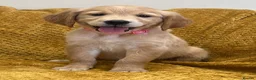Golden Retriever dogs for sale: Quality litter of KC reg Golden Retriever puppies - Advert 3