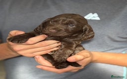 Cocker Spaniel dogs for sale: Cocker spaniel  - Image 4