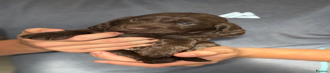 Cocker Spaniel Puppy 3