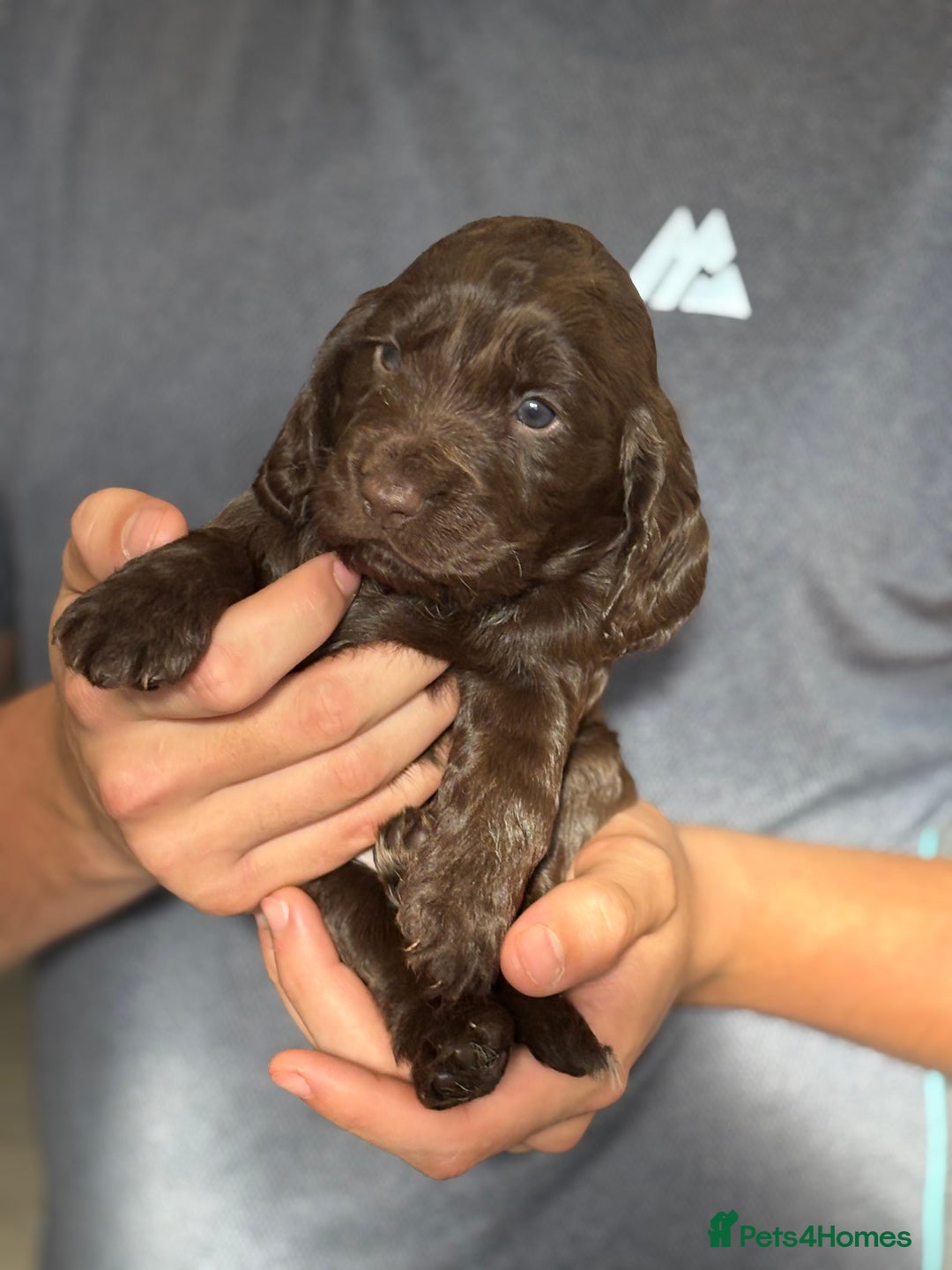 Cocker Spaniel dogs for sale: Cocker spaniel  - Image 4