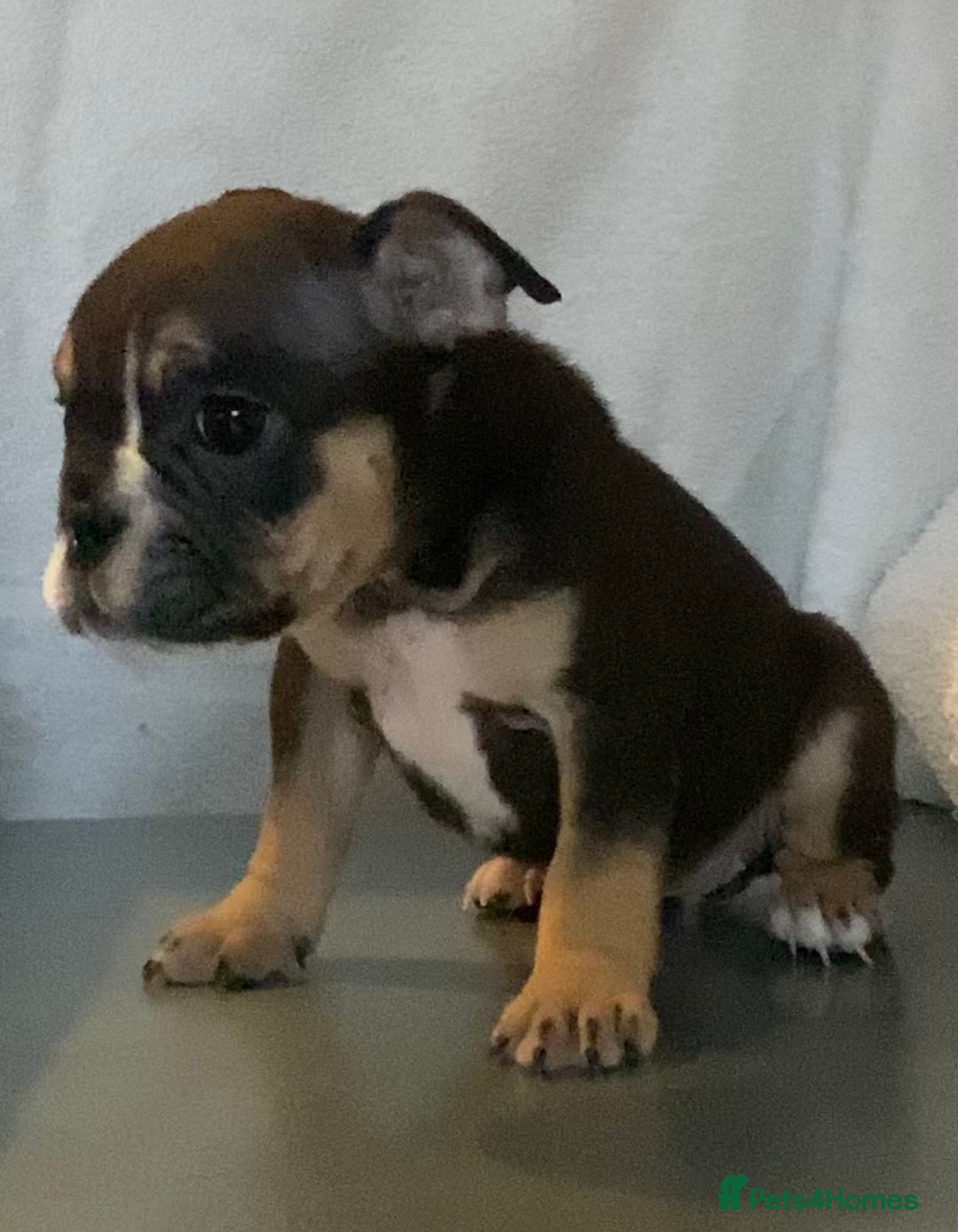 English Bulldog dogs for sale: KC registered English Bulldog Puppies  - Image 2