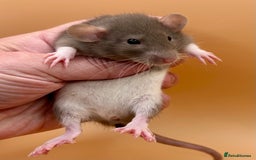 Rat rodents for sale: Pedigree Dumbo Rats - Advert 7