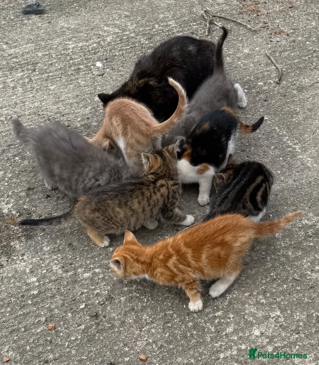 Mixed Breed cats for sale: Farm kittens for new homes ideal pets in Talsarnau - Advert 2
