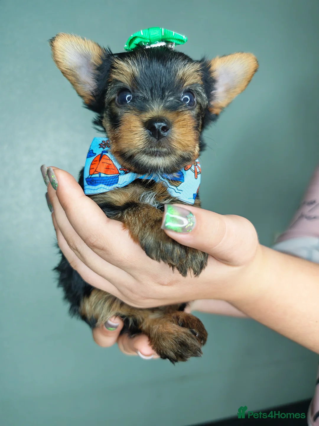 Yorkshire Terrier dogs for sale: ❤️Last boy left❤️ - Advert 2
