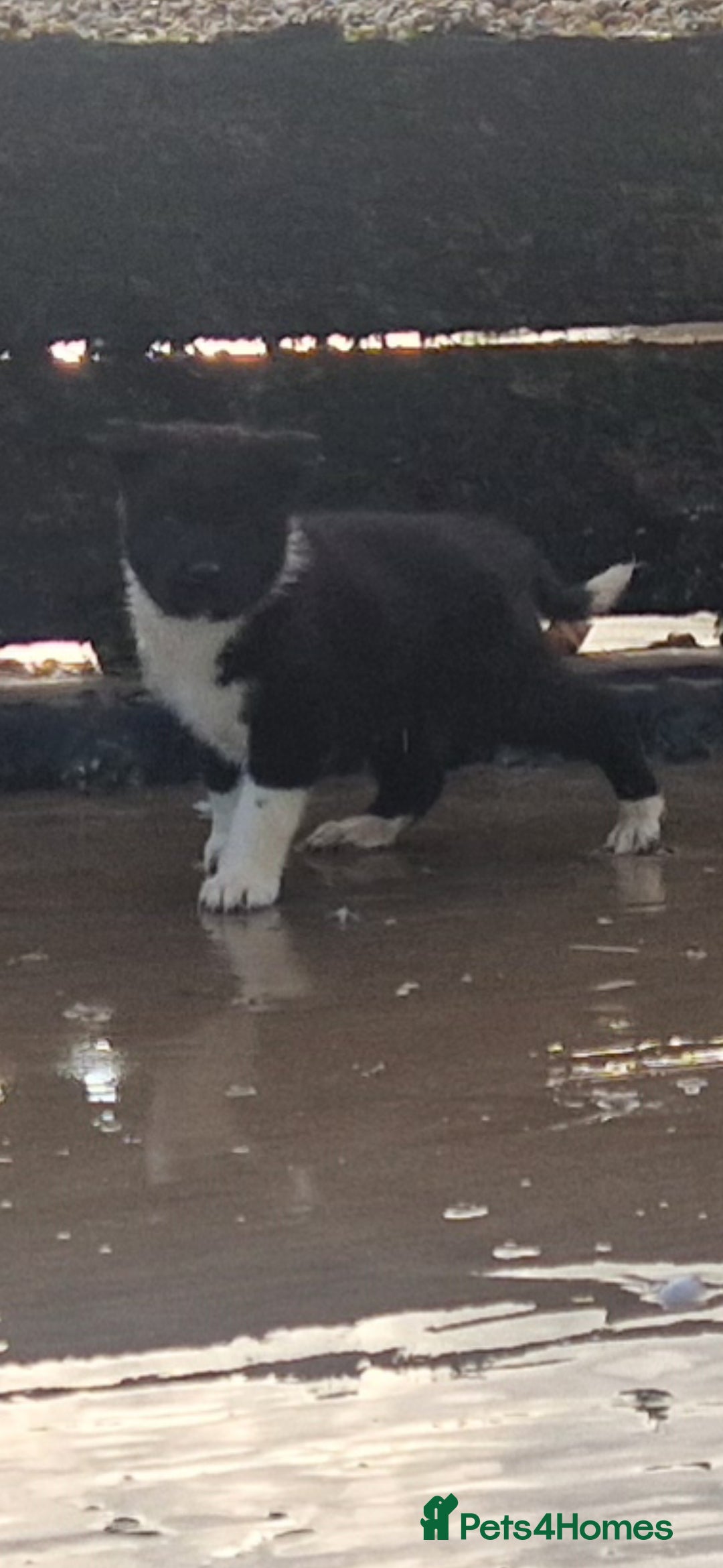 Akita dogs American akitas  - Advert 16