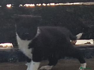 Akita dogs American akitas - Advert 17