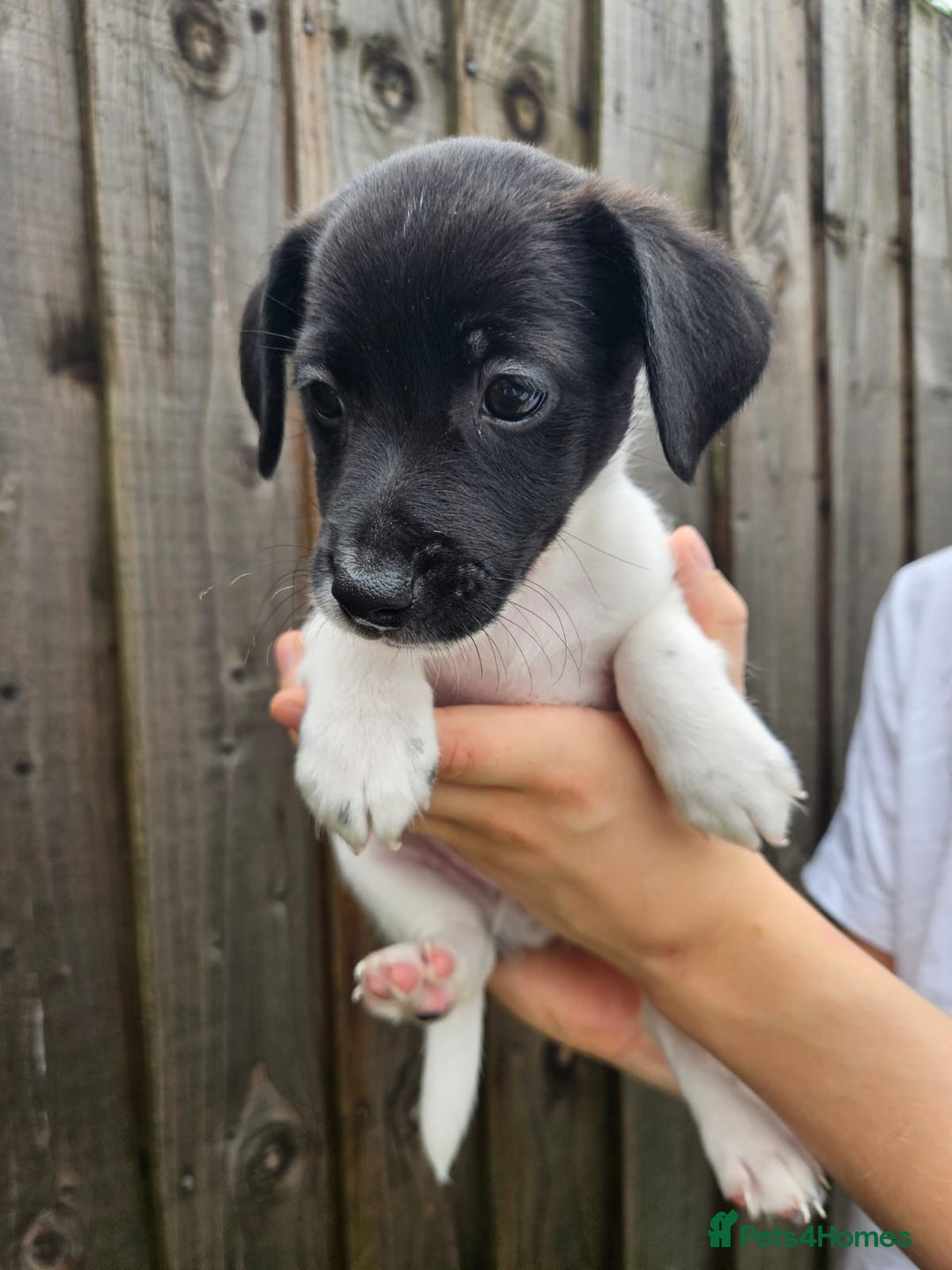 Jack Russell dogs for sale: Jack Russell Terrier  in Epping - Image 19