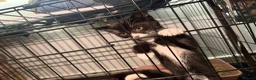 Mixed Breed cats for sale: Kittens need a new home in Wolverhampton - Advert 12