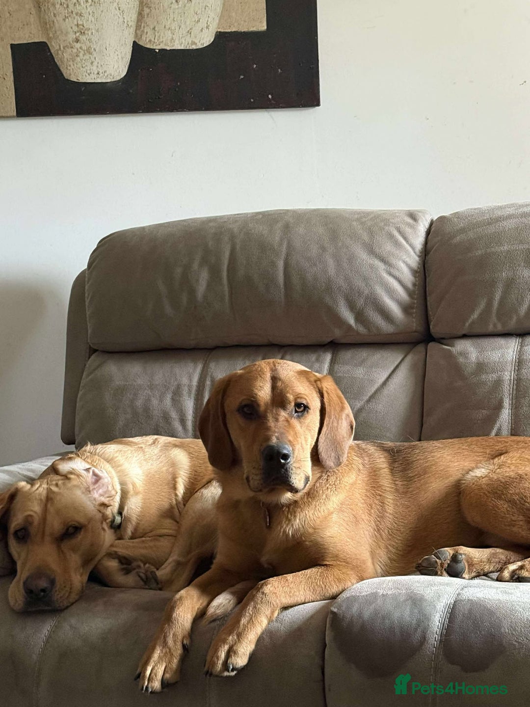 Mixed Breed dogs for adoption: Taz needs a perfect home  - Advert 11