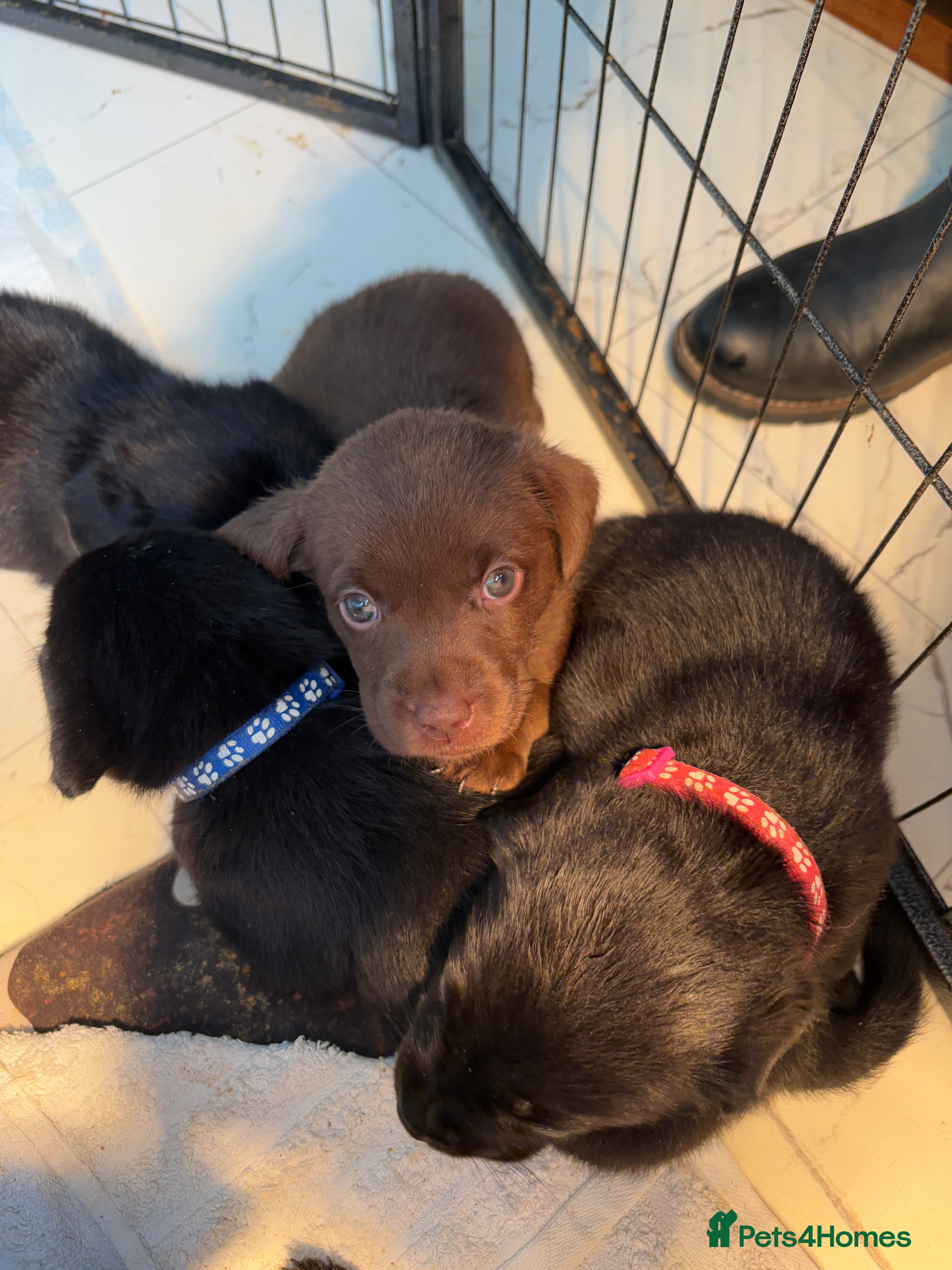 Labrador Retriever dogs Beautiful puppies, proud of Mum - Advert 15