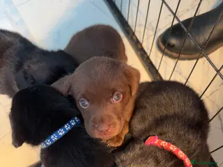 Labrador Retriever dogs Beautiful puppies, proud of Mum - Advert 4