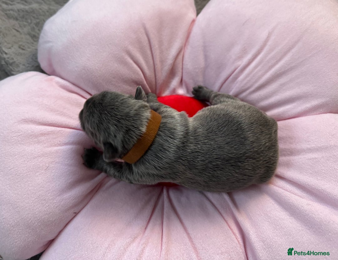 French Bulldog dogs for sale: 🎉 New years pups 🎉 7 adorable French bulldog pup - Advert 6