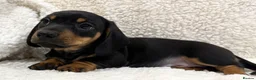 Miniature Dachshund dogs for sale: Miniature Smooth Haired Dachshunds  - Advert 12
