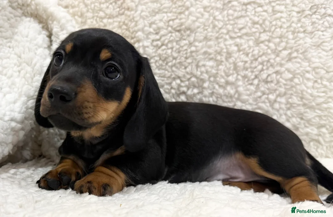 Miniature Dachshund dogs for sale: Miniature Smooth Haired Dachshunds  - Advert 12