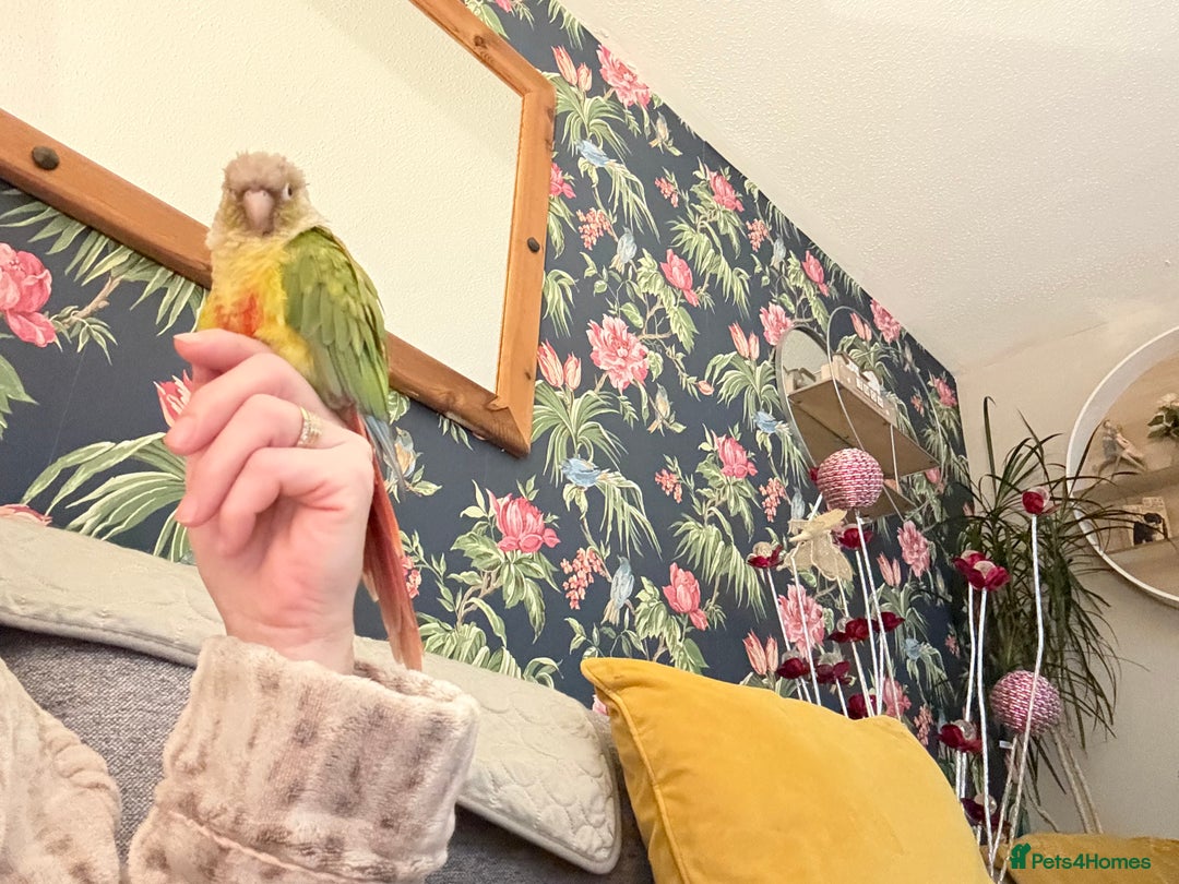 Cockatiels birds for sale: Cockatiels all tame and 1 tame conure  - Advert 14