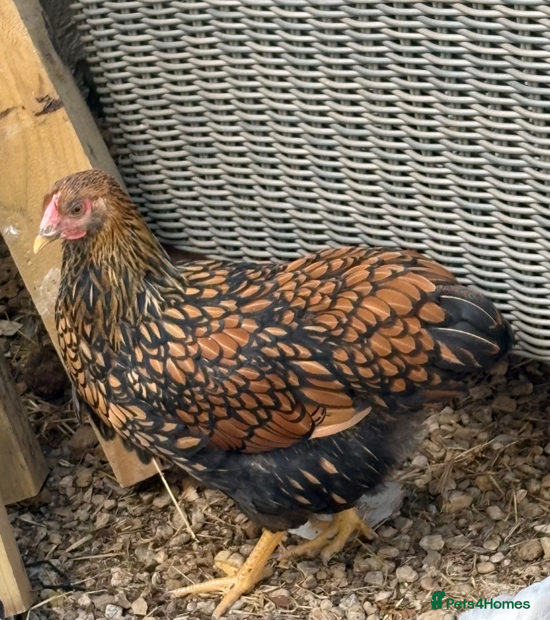 Chickens poultry Gold Laced Wyandotte LF pullet - Advert 1