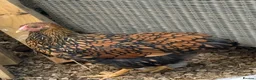 Chickens poultry for sale: Gold Laced Wyandotte LF pullet - Advert 1