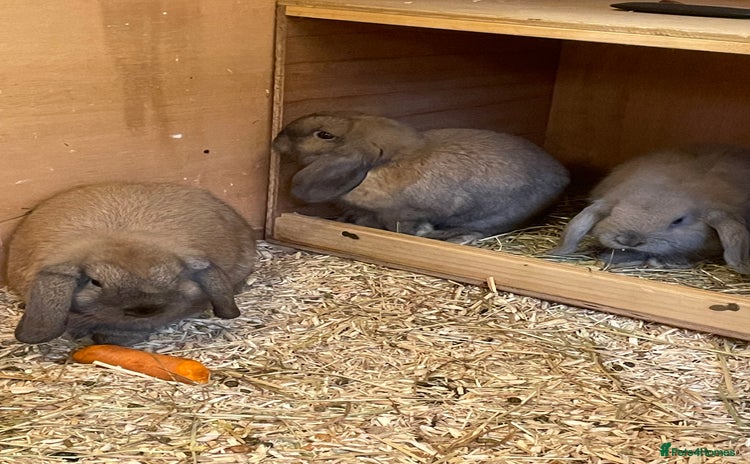 Mini Lop rabbits - Advert 2