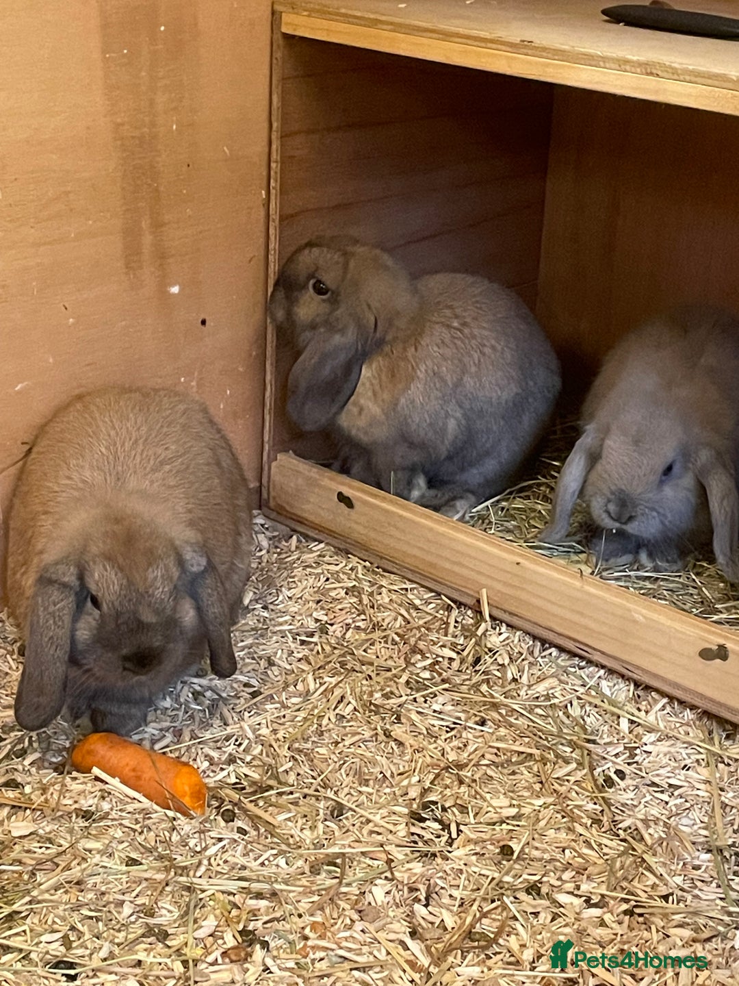 Mini Lop rabbits for sale: 3 x Mini Lop  - Image 1