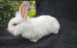 Cashmere Lop rabbits for sale: Ready to go albino cashmere x lion head female - Image 1