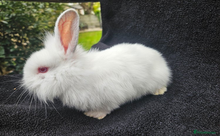 Cashmere Lop rabbits - Advert 1
