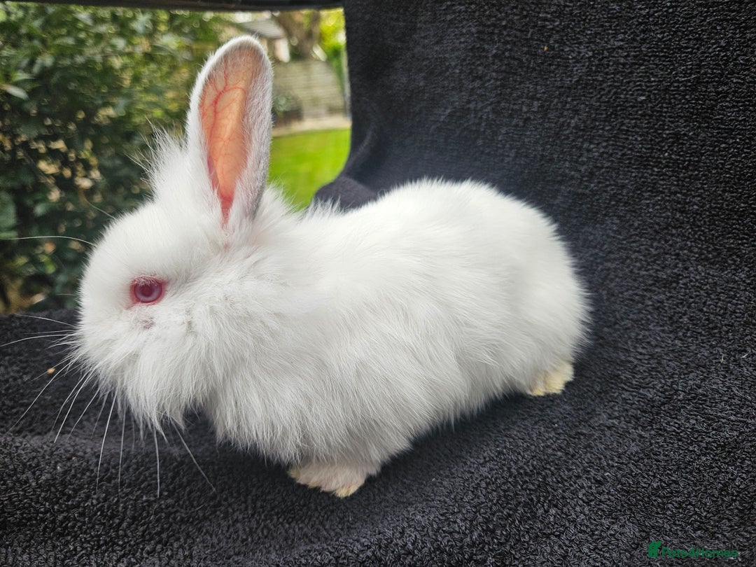 Cashmere Lop rabbits for sale: Ready to go albino cashmere x lion head female - Image 1